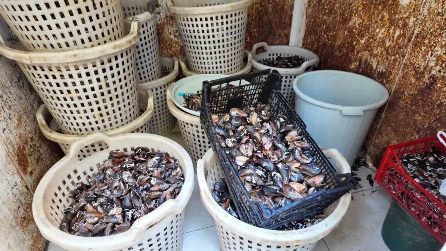 Mersin’de 200 Kilo Bozuk Midye Dolması Ele Geçirildi