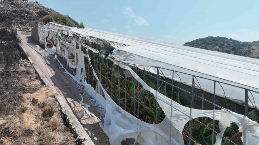 Alanya Ve Gazipaşalı Yangınzede Üreticilere Sera Naylonu Desteği