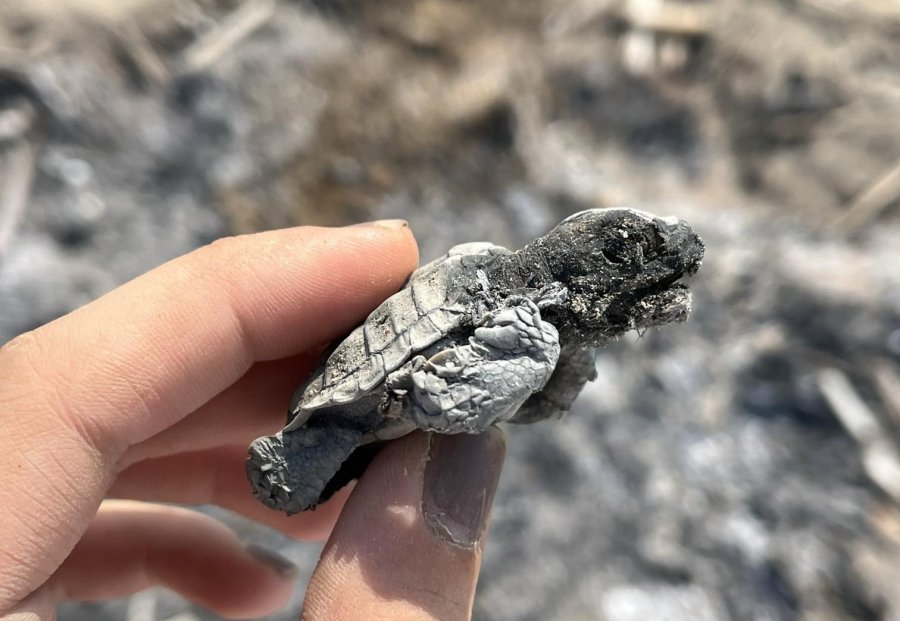 Kumsalda Yakılan Ateş Denize Ulaşmaya Çalışan Yavru Carettayı Yakıp Telef Etti
