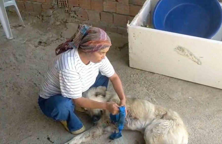 Çoban Köpeğini Tüfekle Vurup Sakat Bıraktılar