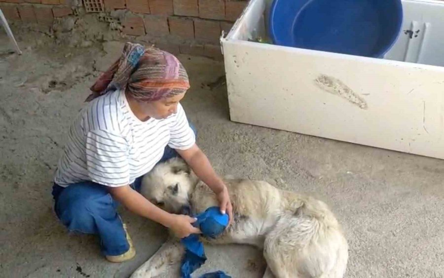 Çoban Köpeğini Tüfekle Vurup Sakat Bıraktılar