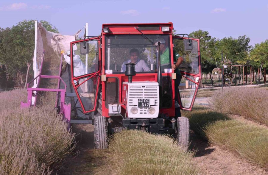 Karatay Lavanta Bahçesi’nde Hasat Başladı