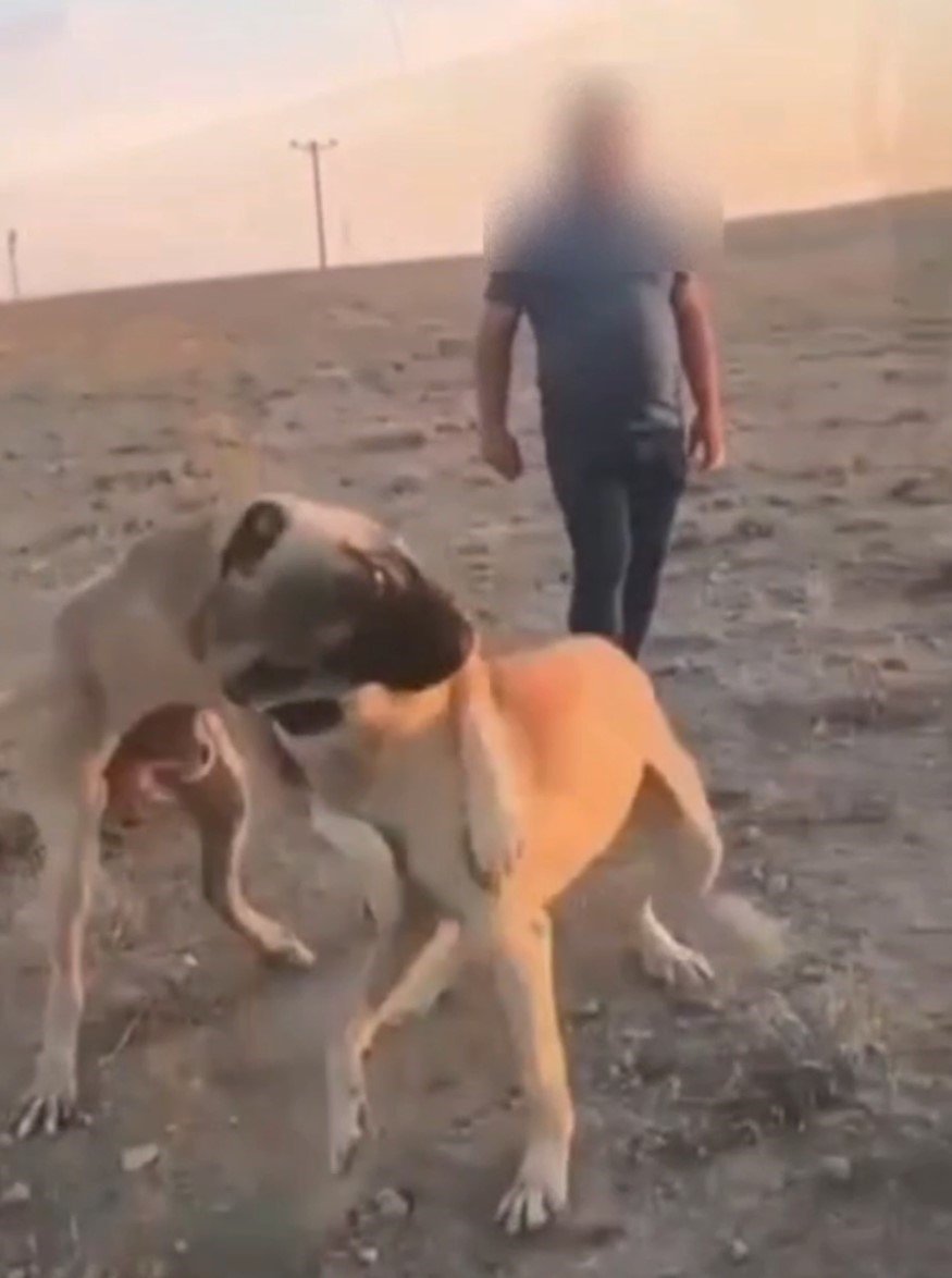 Köpekleri Dövüştürüp Sosyal Medyada Paylaştılar, Jandarma Ekiplerince Operasyonla Yakalandılar