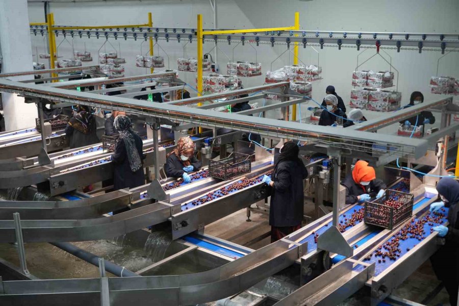 Niğde Kirazında İhracat Mesaisi: Yüksek Rakım Kaliteyi Artırıyor