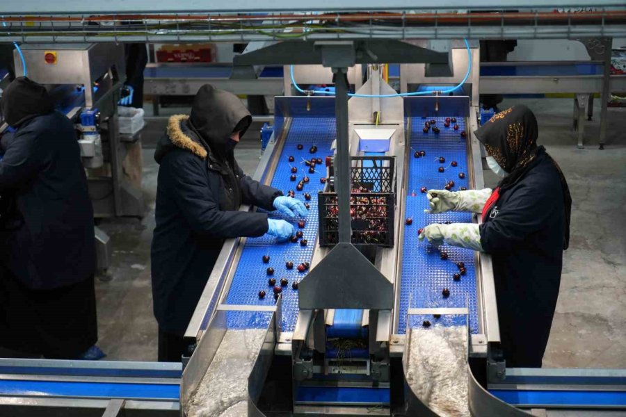 Niğde Kirazında İhracat Mesaisi: Yüksek Rakım Kaliteyi Artırıyor
