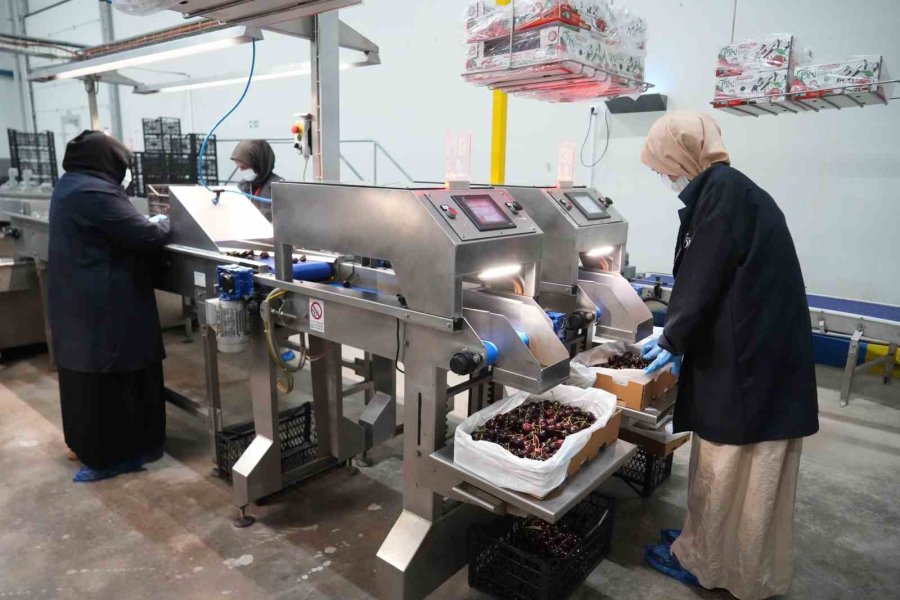 Niğde Kirazında İhracat Mesaisi: Yüksek Rakım Kaliteyi Artırıyor