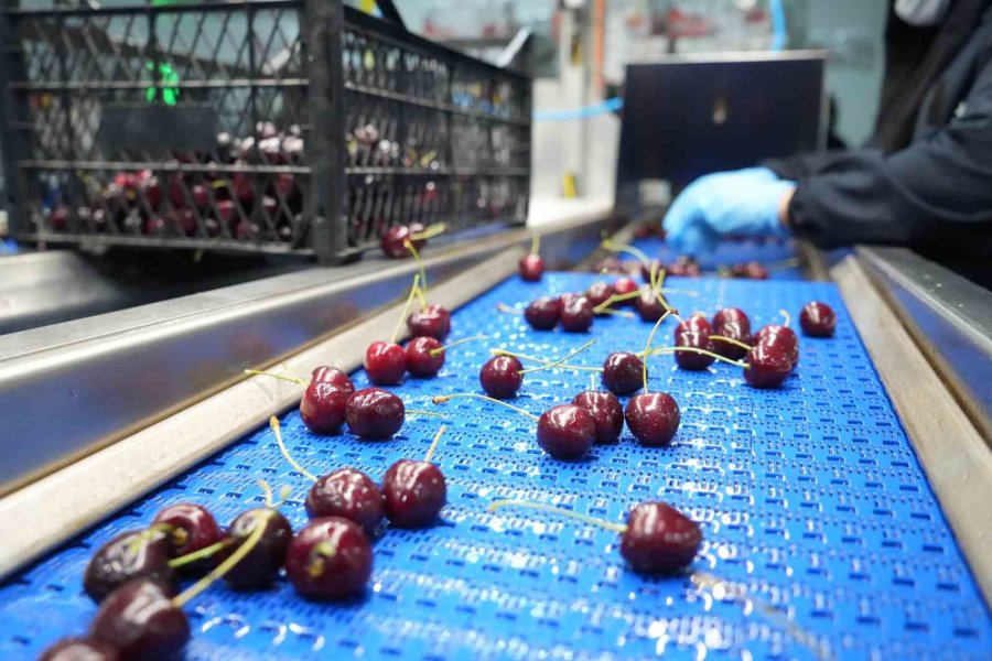 Niğde Kirazında İhracat Mesaisi: Yüksek Rakım Kaliteyi Artırıyor