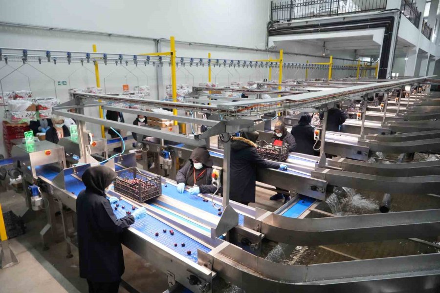 Niğde Kirazında İhracat Mesaisi: Yüksek Rakım Kaliteyi Artırıyor