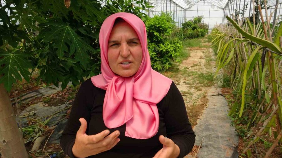 Evin Çatısında Tohumla Başlayan Yolculuk, Tropikal Meyve Müzesine Dönüştü