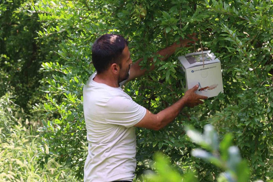 Antalya Büyükşehir’den 800 Dekarlık Arazi İçin Çiftçilere Faydalı Böcek Dağıtımı