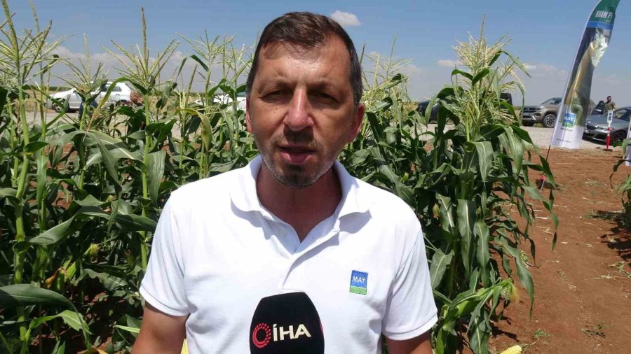 Karaman’da 5 Yeni Mısır Türü Görücüye Çıktı