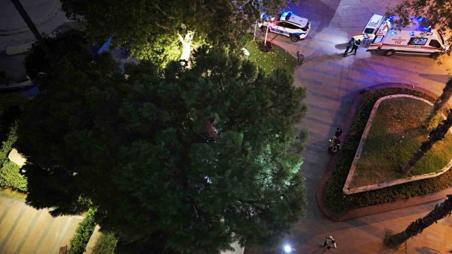 Bunalıma Girip Çam Ağacına Tırmandı, Sıcaktan Da Bunalınca Suyla İkna Edildi