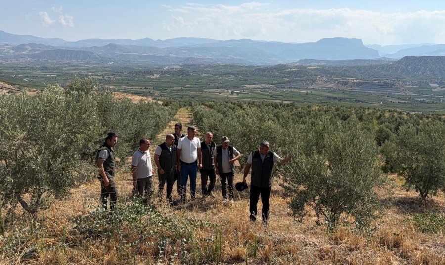 Zeytin Ağaçlandırması Orman Köylüsüne Gelir Kapısı Oluyor