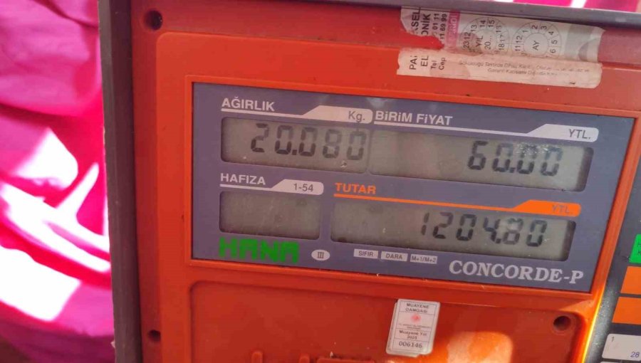 Oltayla Boyu Kadar Balık Tuttu
