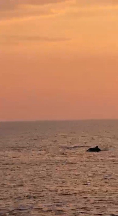 Alanya Açıklarında Yunusların Şovu Turistleri Mest Etti