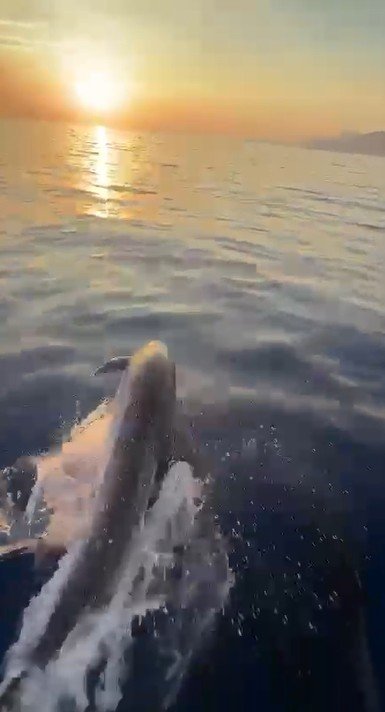 Alanya Açıklarında Yunusların Şovu Turistleri Mest Etti