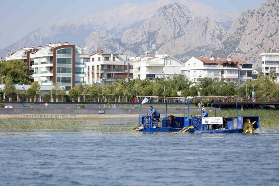 Boğaçayı Sucul Otlarla Kaplandı, "caretta" Ve "mavi Yengeç" Göreve Başladı