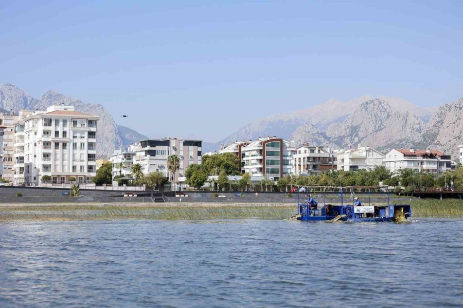 Boğaçayı Sucul Otlarla Kaplandı, "caretta" Ve "mavi Yengeç" Göreve Başladı