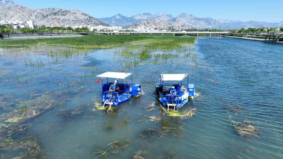 Boğaçayı Sucul Otlarla Kaplandı, "caretta" Ve "mavi Yengeç" Göreve Başladı