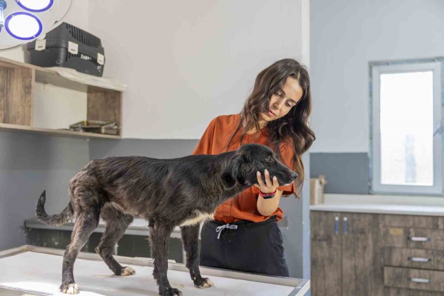 Mersin’de 6 Aylık Tedaviyle Yeniden Ayağa Kalkan Köpek Sıcak Yuvasını Bekliyor