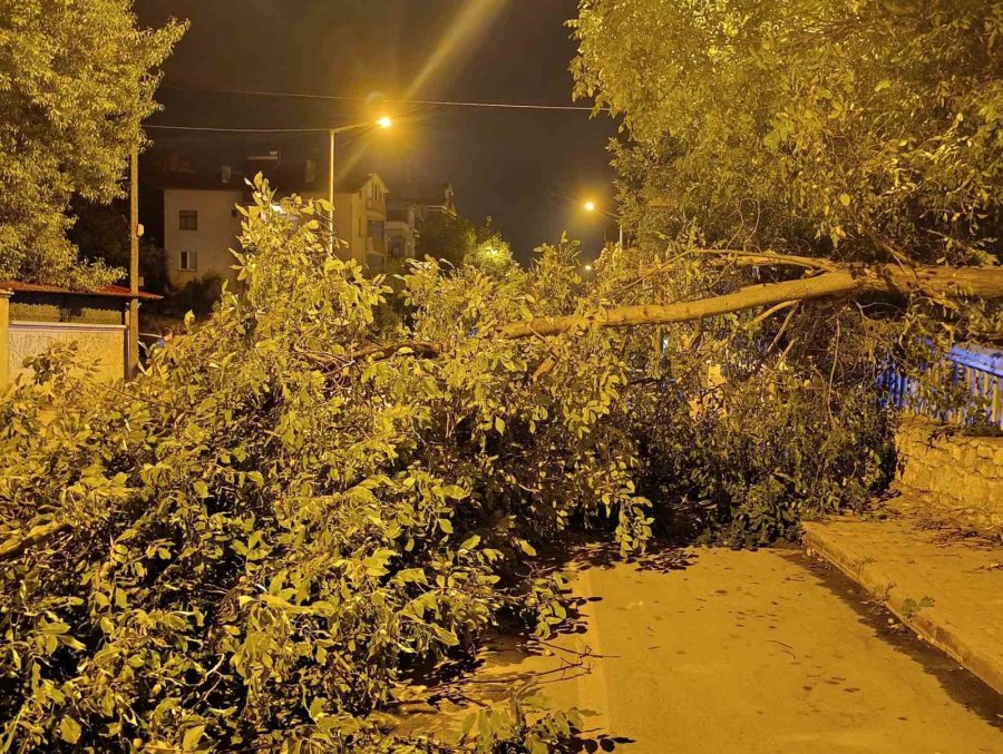 Beyşehir’de Yola Ağaç Devrildi