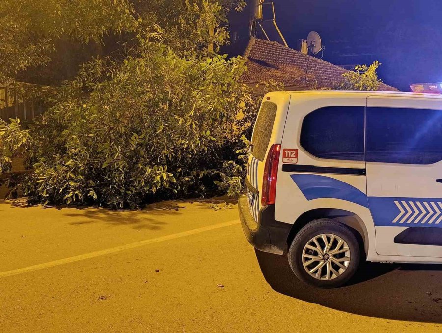Beyşehir’de Yola Ağaç Devrildi