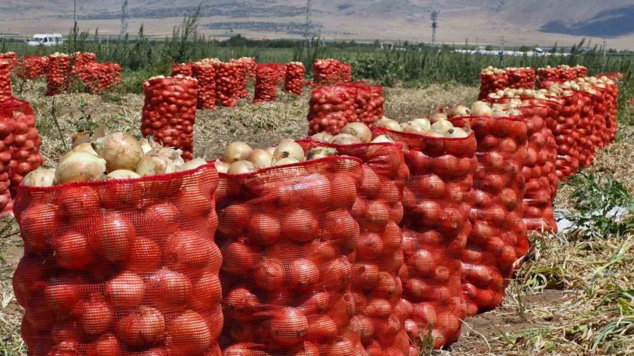 Karaman’da Yazlık Soğan Üreticisinin Yüzünü Güldürüyor