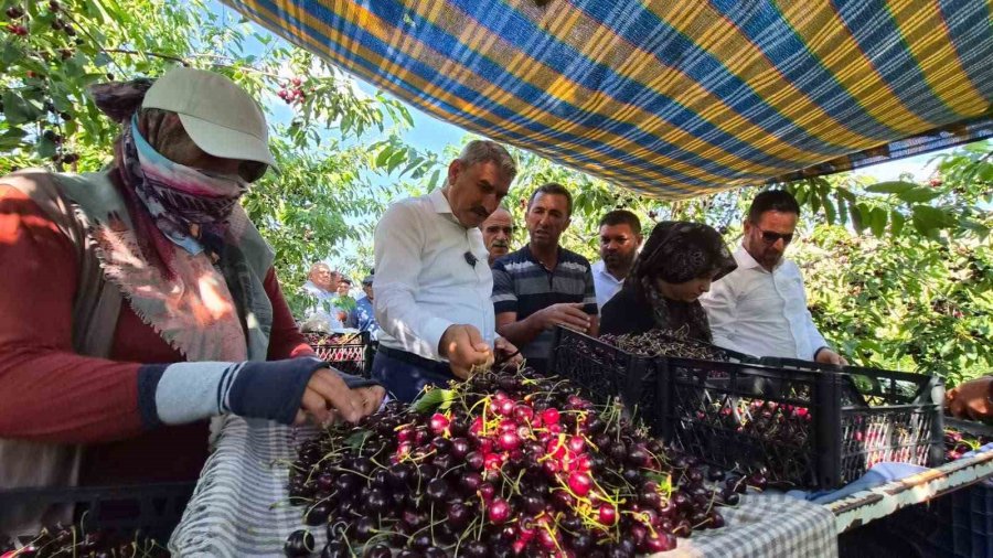 Gümüşler Tumlu Yaylası’nda Kiraz Hasadı Ve Yol Sevinci