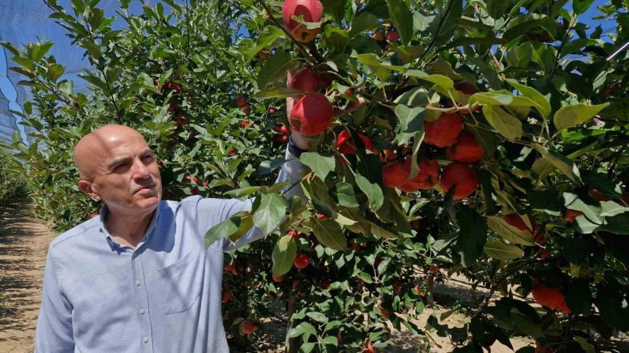 Karaman’da Erkenci Elma Hasadı Başladı: Rekolte Yüksek