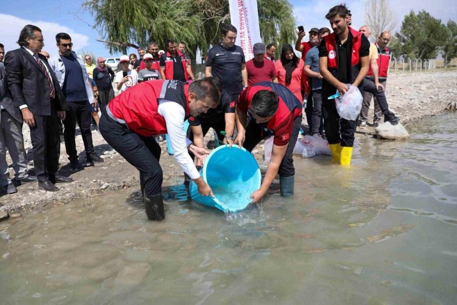 Niğde Bahçeli Göleti’ne Yavru Sazan Bırakıldı