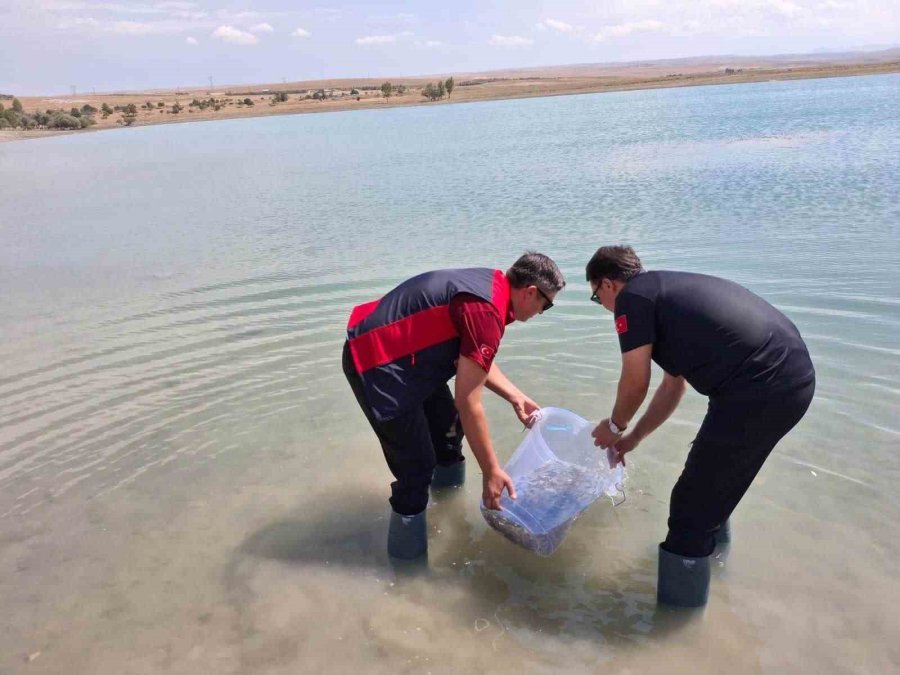 Niğde Bahçeli Göleti’ne Yavru Sazan Bırakıldı