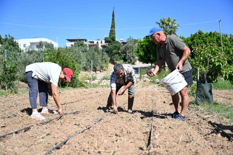 Mersin’de Üreticilere 10 Bin Enginar Yumrusu Desteği