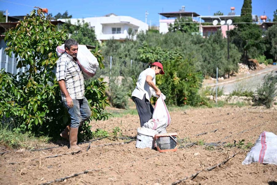 Mersin’de Üreticilere 10 Bin Enginar Yumrusu Desteği
