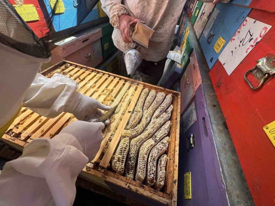 Arıcılar 240 Kovanlık ‘bal Tırı’ İle 2200 Rakımlı Yaylalarda Doğal Bal Üretimi Yapıyor