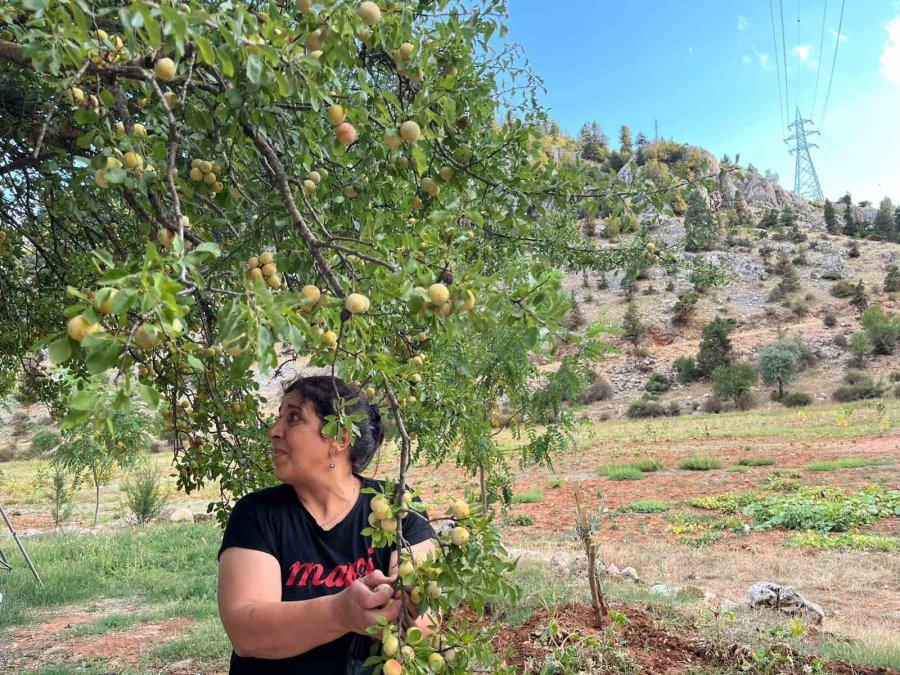Torosların Taş Eriği Sofralara İniyor 10 Kilo Erikten 1 Kilo Ekşi Çıkıyor Kilogramı 500 Liradan Satılıyor