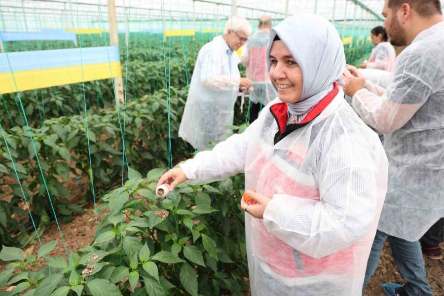 Aksu’da Biyolojik Mücadeleyle Kalıntısız Üretim Hedefleniyor
