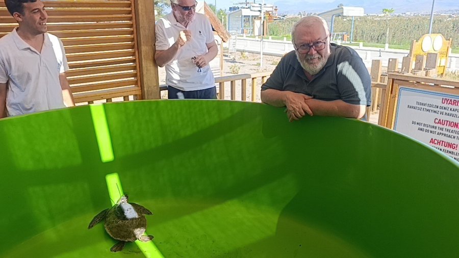 Tedavisi Tamamlanan İki Yeşil Deniz Kaplumbağası Denize Bırakıldı