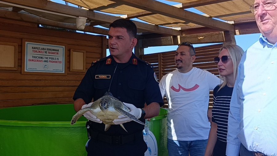 Tedavisi Tamamlanan İki Yeşil Deniz Kaplumbağası Denize Bırakıldı