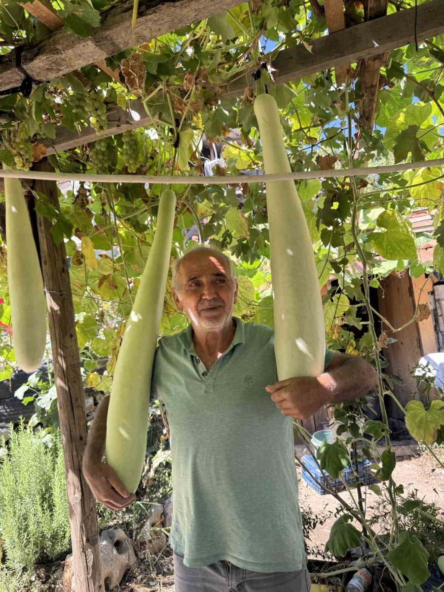 Antalya’da 96 Santimetrelik Su Kabağı Şaşkınlığı: Deneme Amaçlı Ekti, Boyu 1 Metreye Dayandı