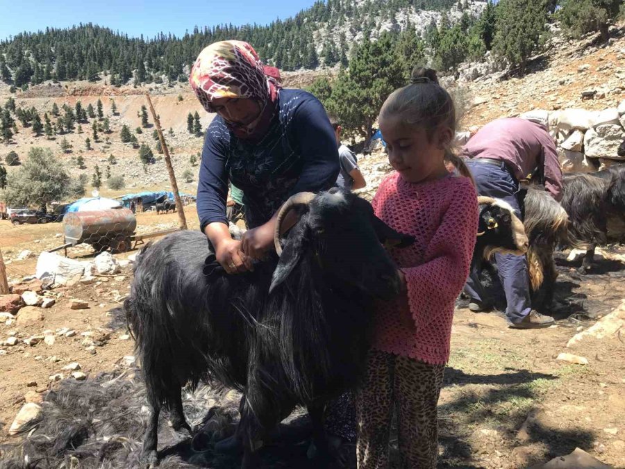 Eskiden Çul Dokuma Ve Kıl Çadırda Kullanılan Koyun Kılları Artık Çöpe Gidiyor