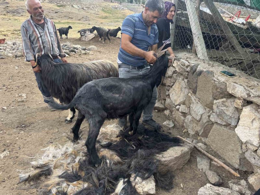 Eskiden Çul Dokuma Ve Kıl Çadırda Kullanılan Koyun Kılları Artık Çöpe Gidiyor