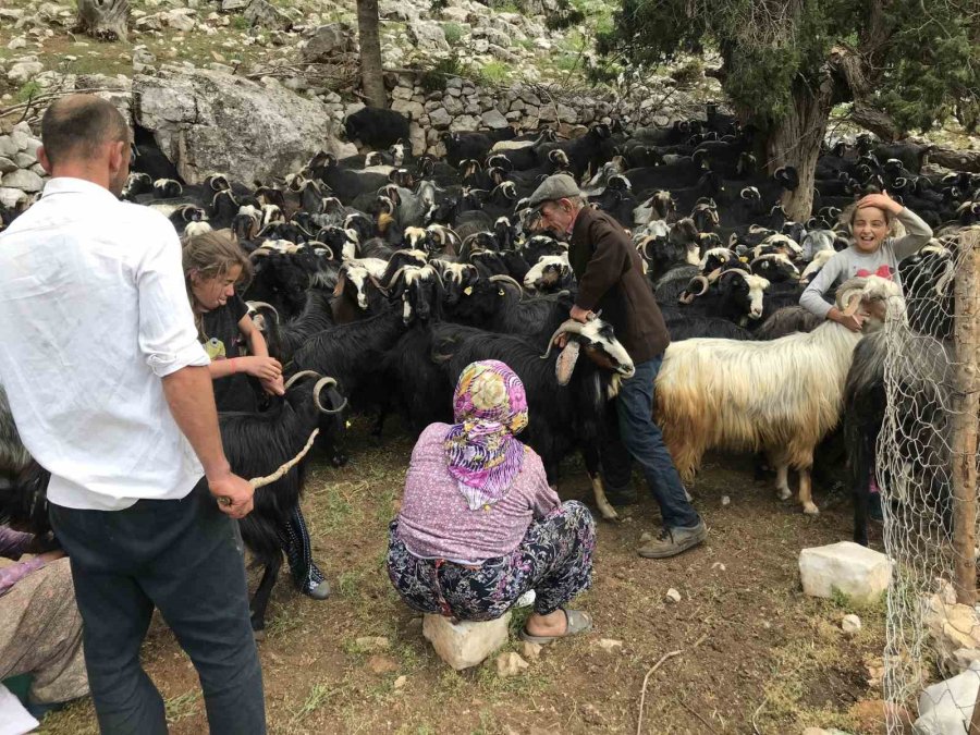 Eskiden Çul Dokuma Ve Kıl Çadırda Kullanılan Koyun Kılları Artık Çöpe Gidiyor