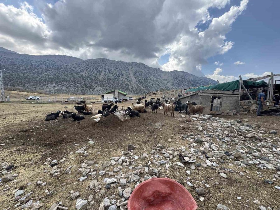 Eskiden Çul Dokuma Ve Kıl Çadırda Kullanılan Koyun Kılları Artık Çöpe Gidiyor