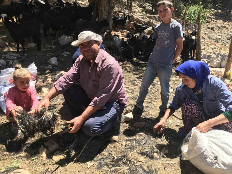 Eskiden Çul Dokuma Ve Kıl Çadırda Kullanılan Koyun Kılları Artık Çöpe Gidiyor