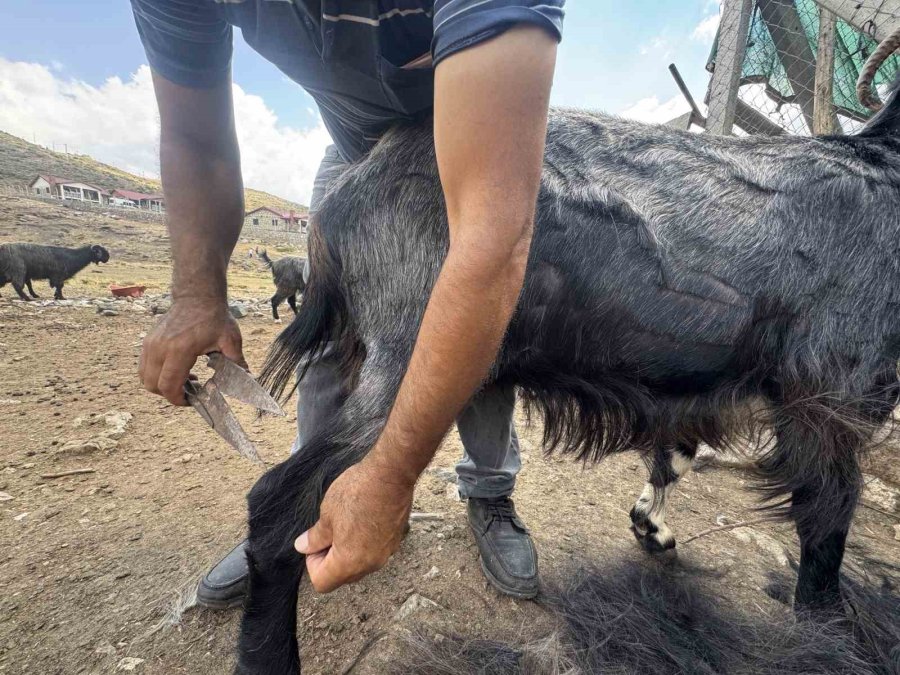 Eskiden Çul Dokuma Ve Kıl Çadırda Kullanılan Koyun Kılları Artık Çöpe Gidiyor