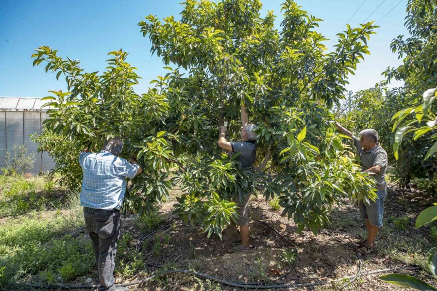 Mersin’de Desteklenen Avokado Üreticileri İlk Hasadını Yaptı