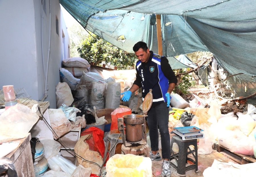 Antalya’da Merdiven Altı İşletmeye Denetim: Yarım Ton Keçiboynuzuna El Konuldu
