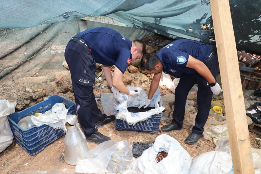 Antalya’da Merdiven Altı İşletmeye Denetim: Yarım Ton Keçiboynuzuna El Konuldu