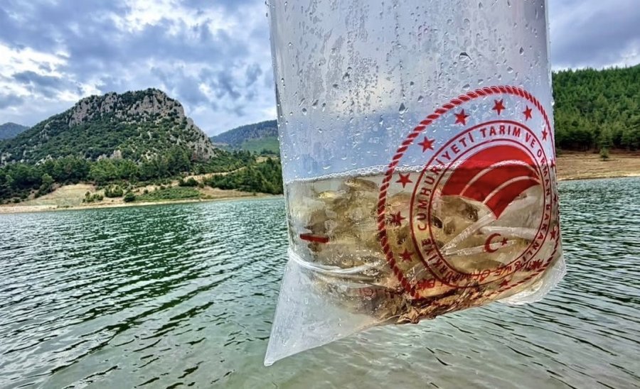 Mersin’de 17 Göl Ve Gölete 347 Bin Yavru Sazan Bırakıldı