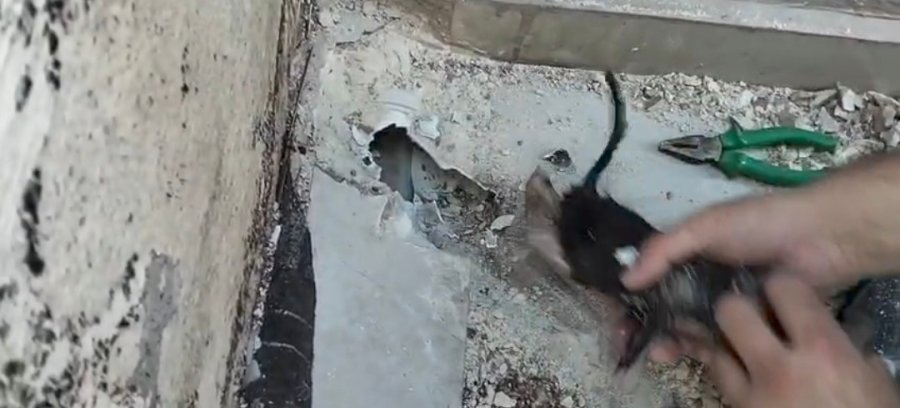 Yağmur Suyu Giderine Sıkışan Yavru Kediyi İtfaiyeciler Kurtardı